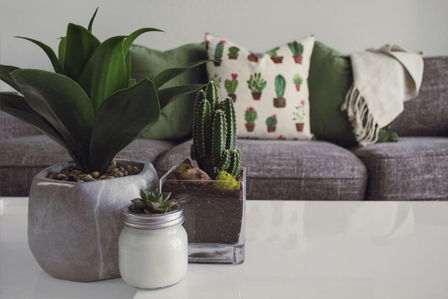 Les plantes d&#8217;intérieurs : bienfaits dans vos appartements Illzach