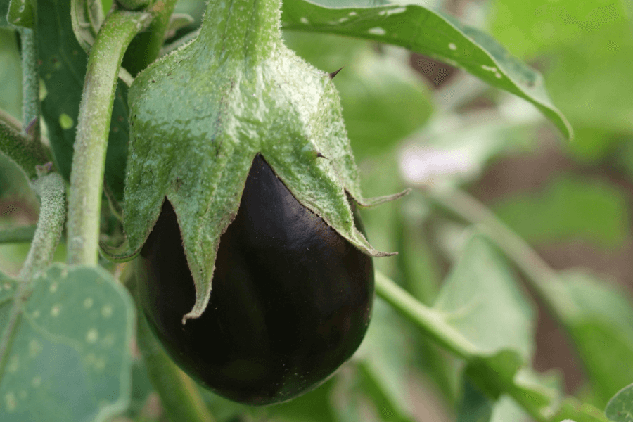 Les plantes pour un potager en appartement Sélestat 11