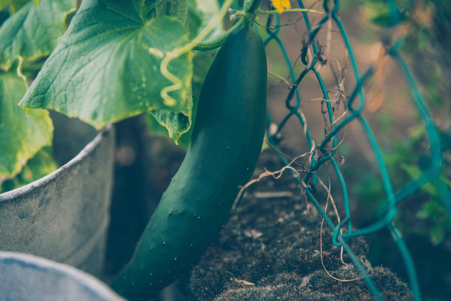 Les plantes pour un potager en appartement Wintzenheim 12
