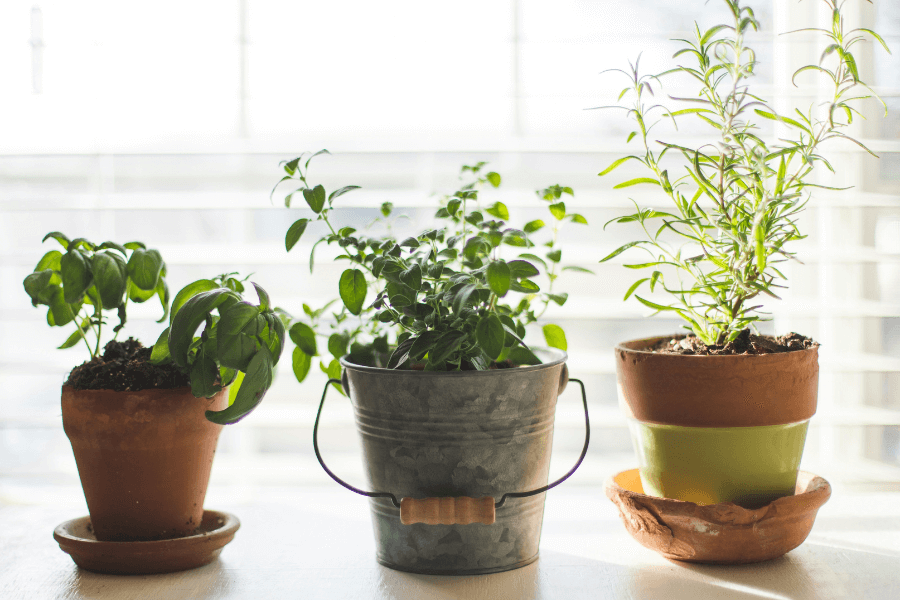Les plantes pour un potager en appartement Wintzenheim