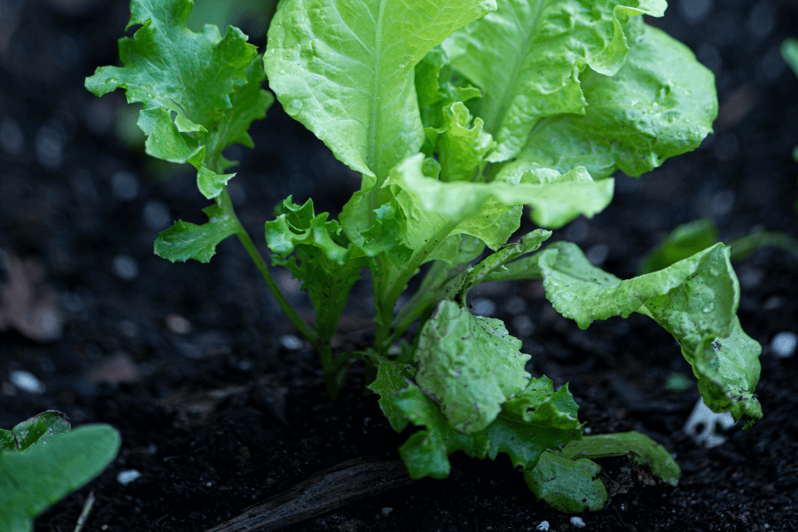 Les plantes pour un potager en appartement Pfastatt 6