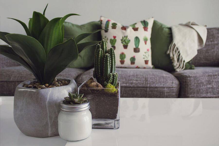 Les plantes d&#8217;intérieurs : bienfaits dans vos appartements Illzach