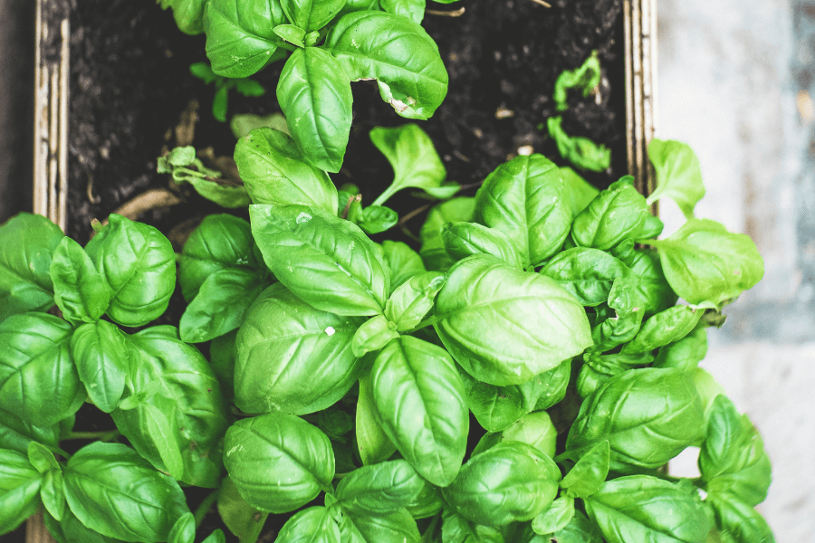 CADRE PHOTO SC ARTICLES 3 1 3 | SOVIA CONSTRUCTIONS Les plantes pour un potager en appartement Wintzenheim 0