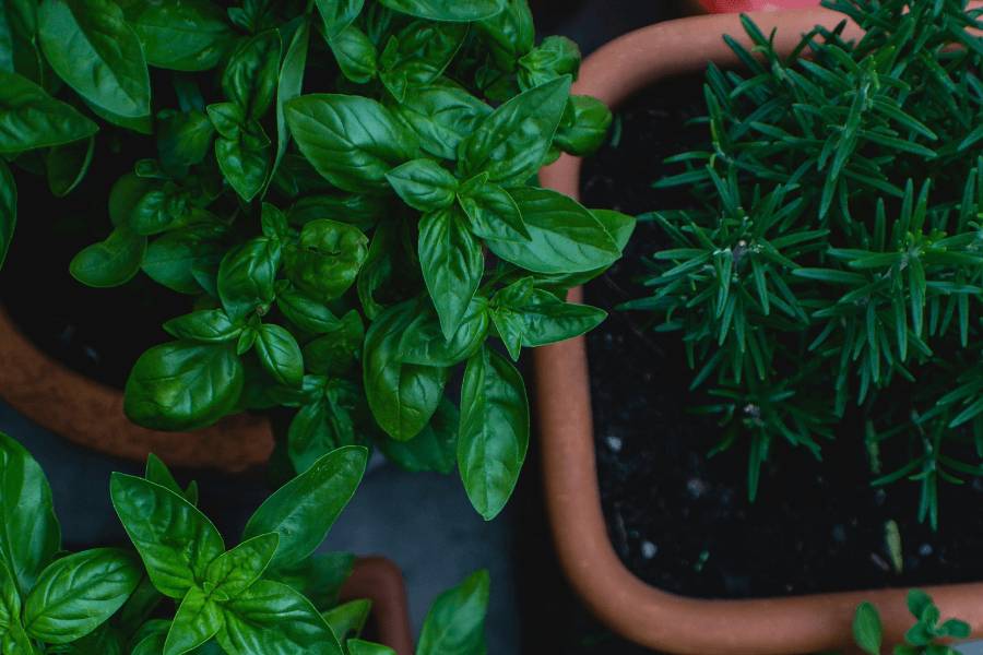 CADRE PHOTO SC ARTICLES 4 1 2 | SOVIA CONSTRUCTIONS Les plantes pour un potager en appartement Guebwiller 1