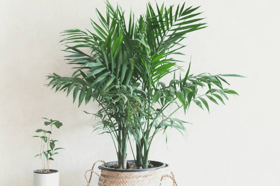 CADRE PHOTO SC ARTICLES 7 1 1 1 | SOVIA CONSTRUCTIONS La décoration écologique dans votre appartement Rixheim 4